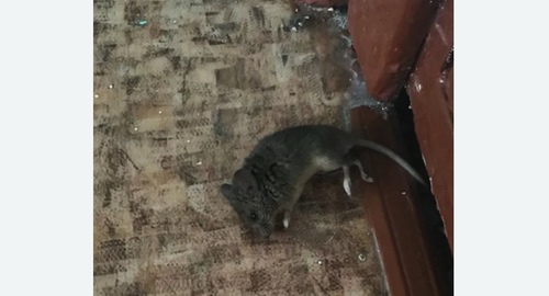 Дезинфекция от мышей в Дедовске